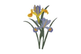 Iris Beauty