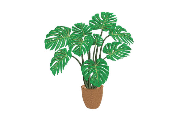 Monstera