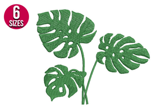 Monstera Plant