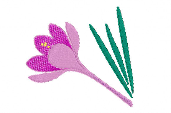 Purple Crocus Flower