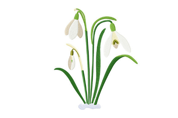 Spring Snowdrops